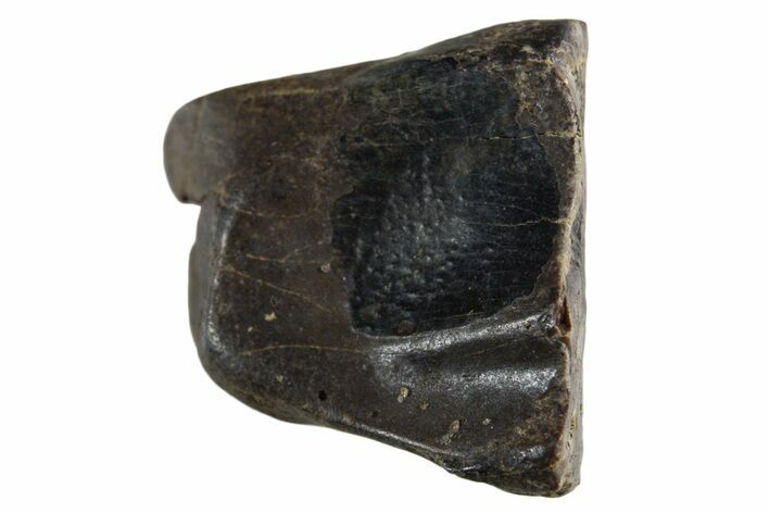 Fossil Dinosaur (Triceratops) Shed Tooth - Montana #339714